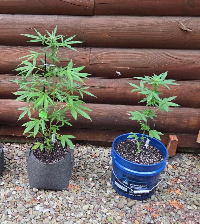 Blue Bucket Weed Pole - Northern Lights. Week 7