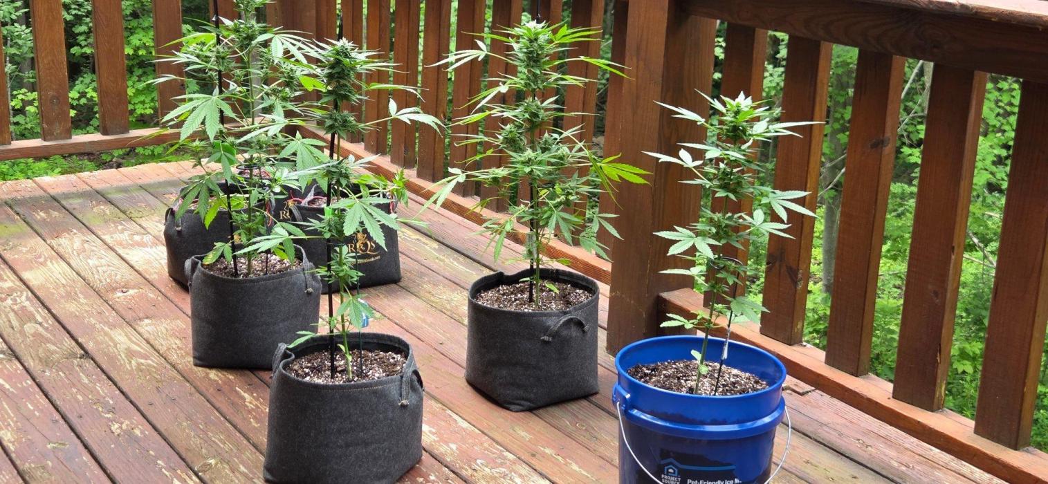 Blue Bucket Weed Pole - Northern Lights. Week 8