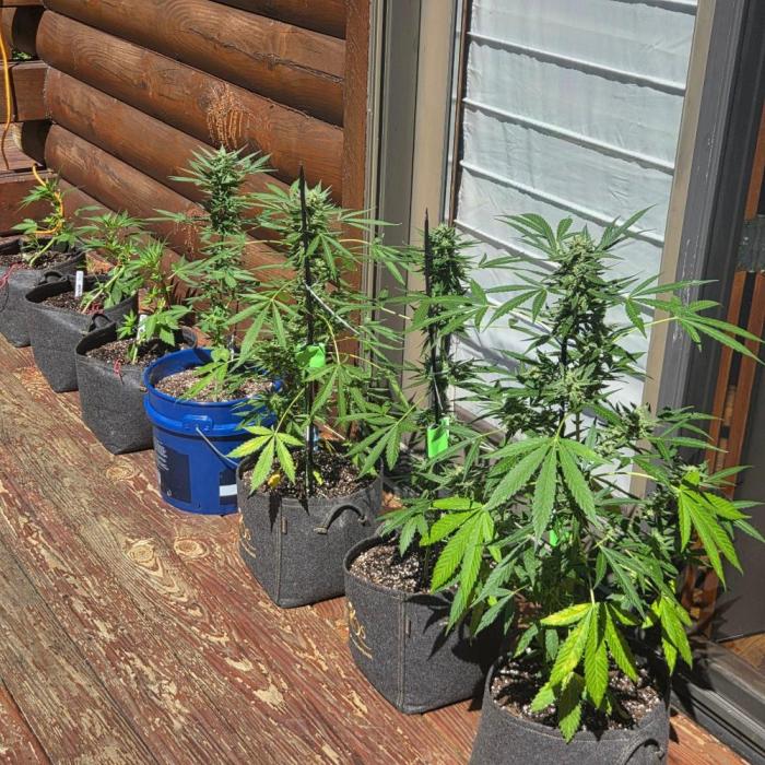 Blue Bucket Weed Pole - Northern Lights. Week 9