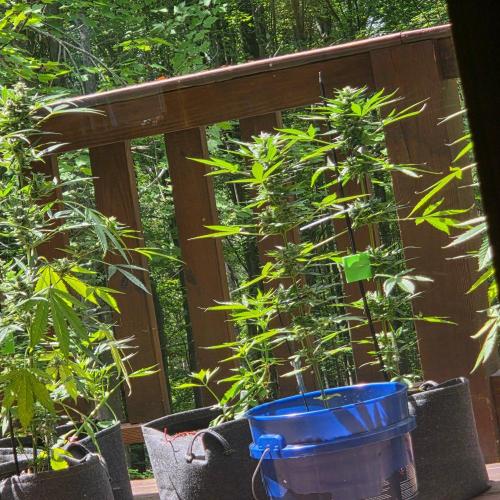 Northern Light Auto. Week 10