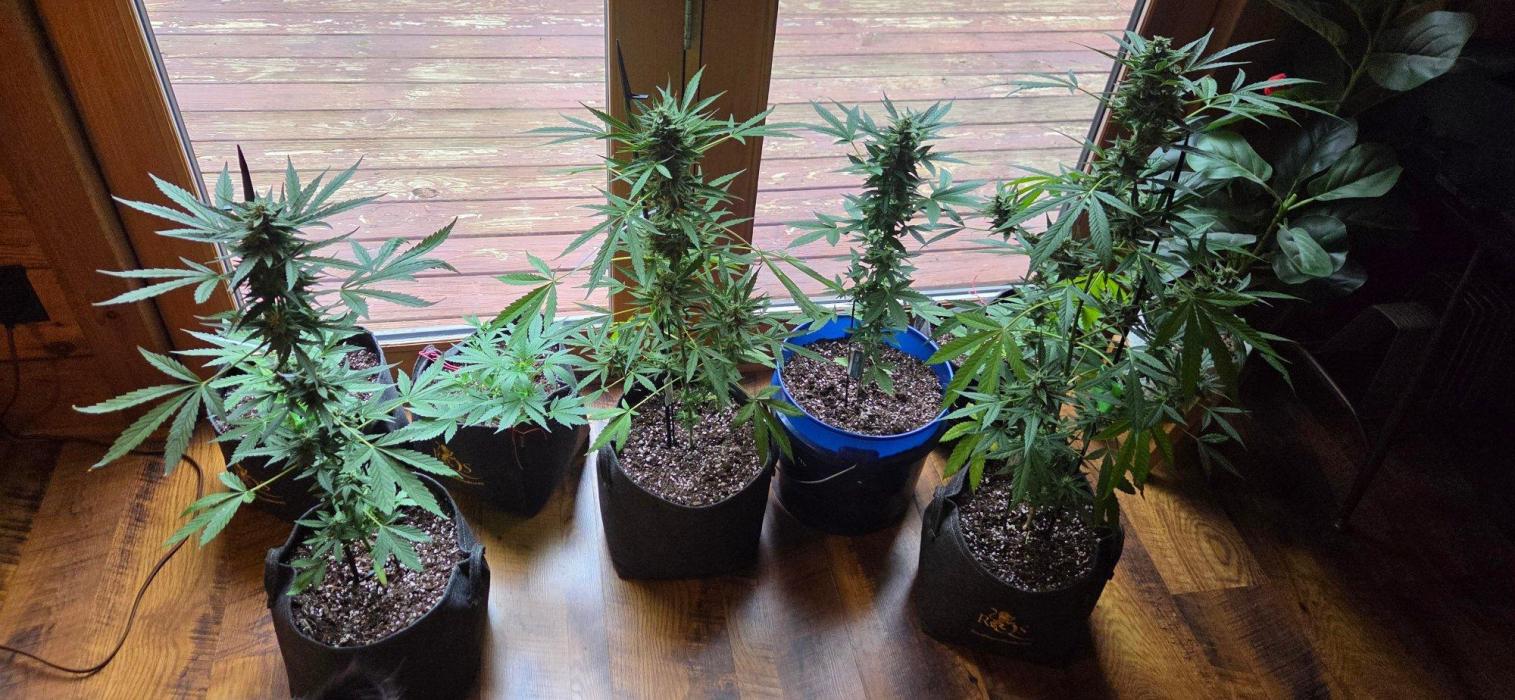 Blue Bucket Weed Pole - Northern Lights. Week 10
