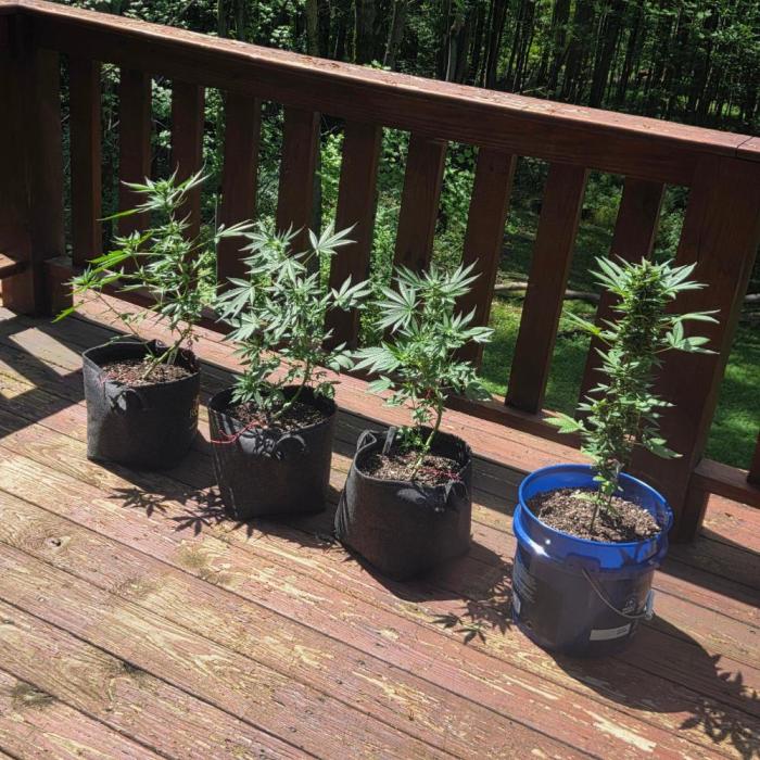 Blue Bucket Weed Pole - Northern Lights. Week 11