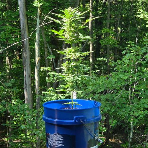 Blue Bucket Weed Pole - Northern Lights. Week 12