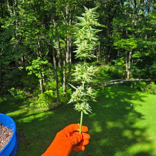 Blue Bucket Weed Pole - Northern Lights. Week 12