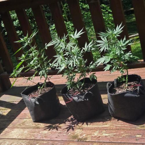 Northern Light Auto. Week 7