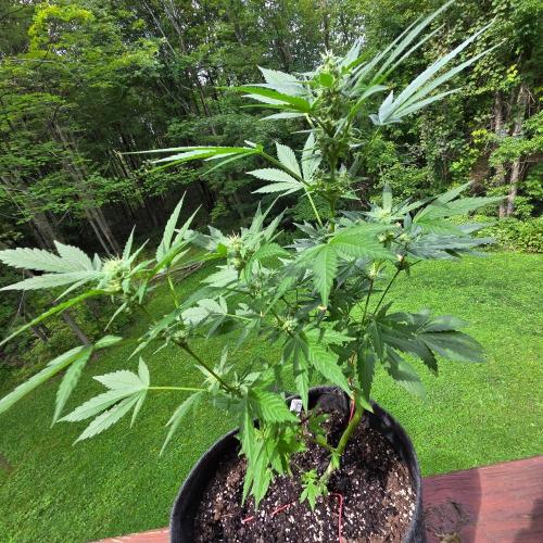 Northern Lights Auto - 2nd Try. Week 8