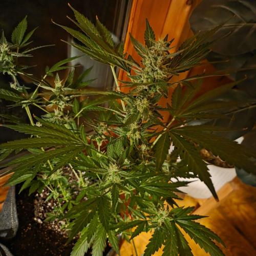 Northern Lights Auto - 2nd Try. Week 9