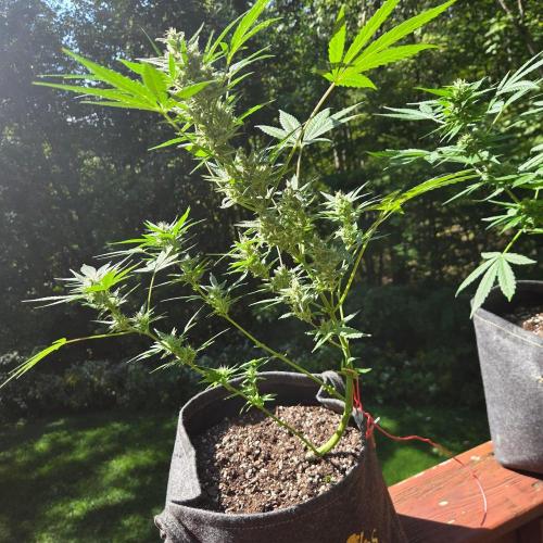 Northern Lights Auto - 2nd Try. Week 10