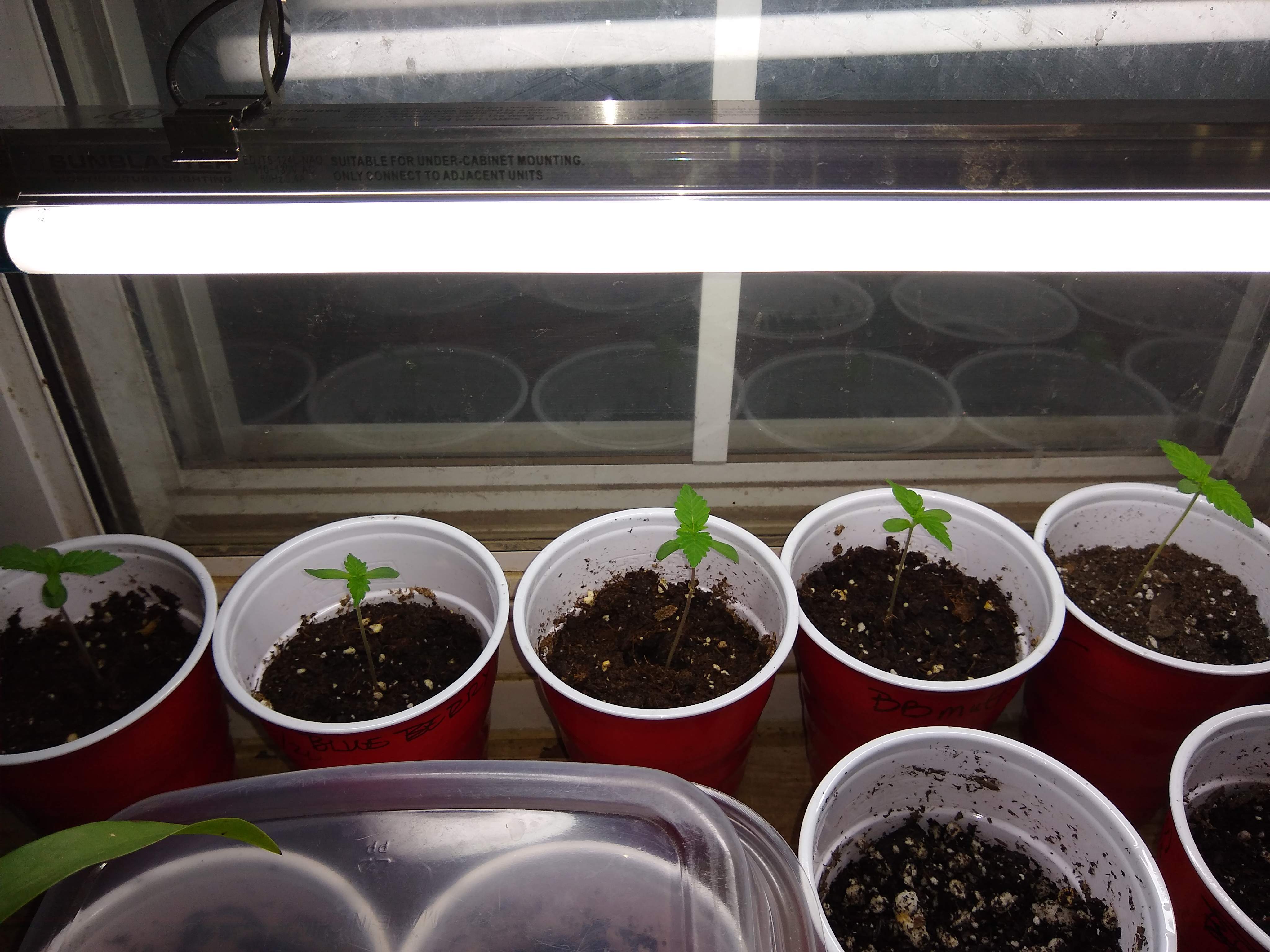 Humboldt Seed Company Blueberry Muffin grow diary (journal) week3 by