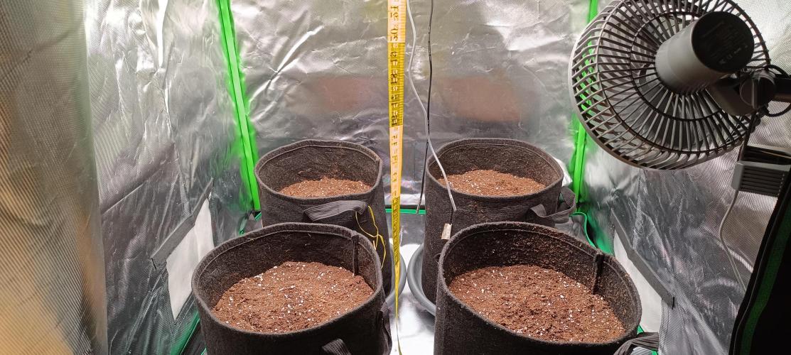 Sticky Orange XXL. Week 0