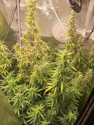 Comment by SunniGrow photo #1