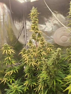 Comment by SunniGrow photo #3