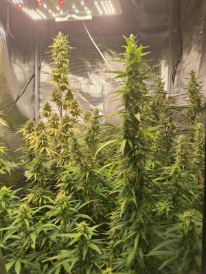 Comment by SunniGrow photo #5