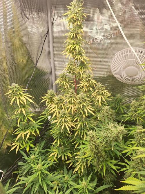 Sticky Otange XXL. Week 7 - Day 50 - 1,40 meters Sticky Orange XXL - Plant 1