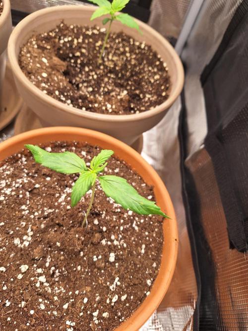 Sticky Otange XXL. Week 7 - Day 7 - Banana Cush 