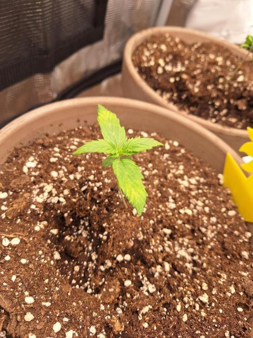 Sticky Otange XXL. Week 7 - Day 7 - Sticky Organge
