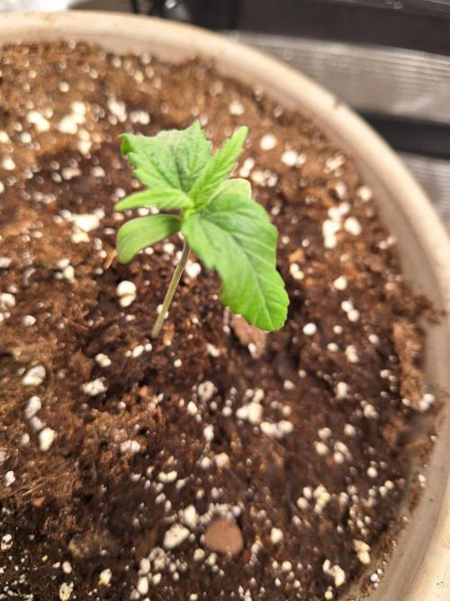 Sticky Otange XXL. Week 7 - Day 7 - Sticky Orange