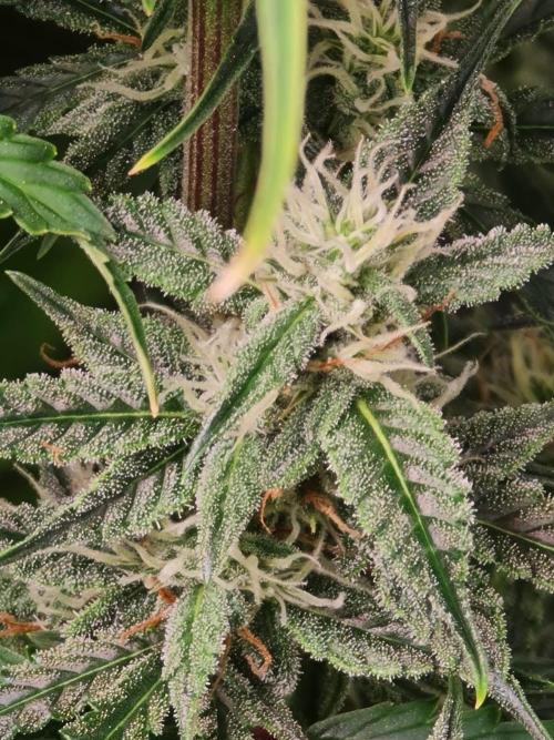 Sticky Otange XXL. Week 7 - Day 40 