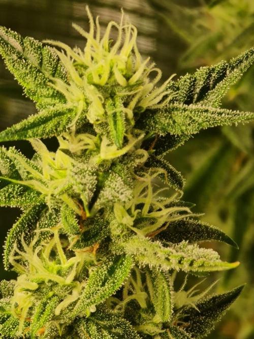 Sticky Otange XXL. Week 7 - Day 40