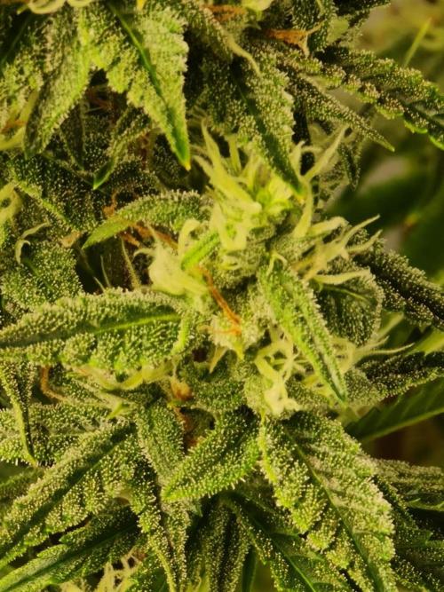 Sticky Otange XXL. Week 7 - Day 40
