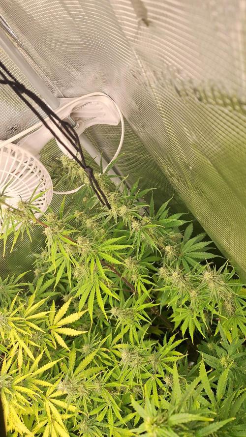 Sticky Otange XXL. Week 7 - Day 30 - Sticky Orange 