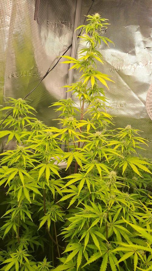 Sticky Otange XXL. Week 7 - Day 27 - Sticky Orange