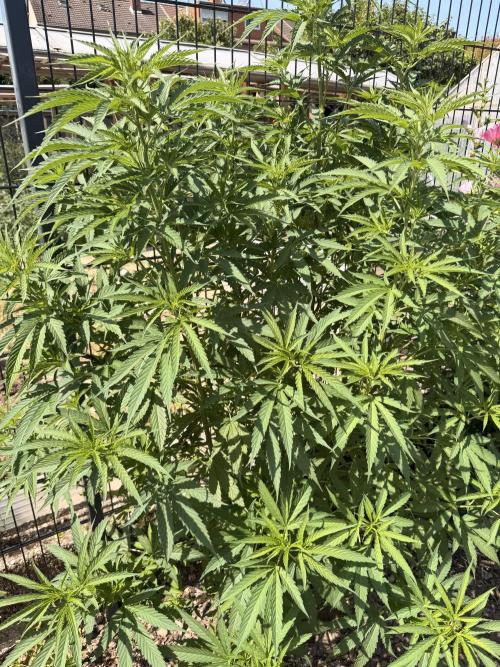 Outdoor Tree. Week 13