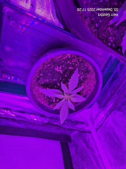 Sticky Orange XXL. Week 1