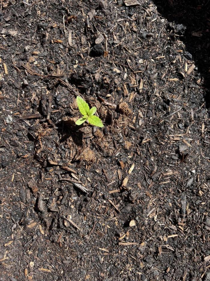 1st Time Grower. Week 2