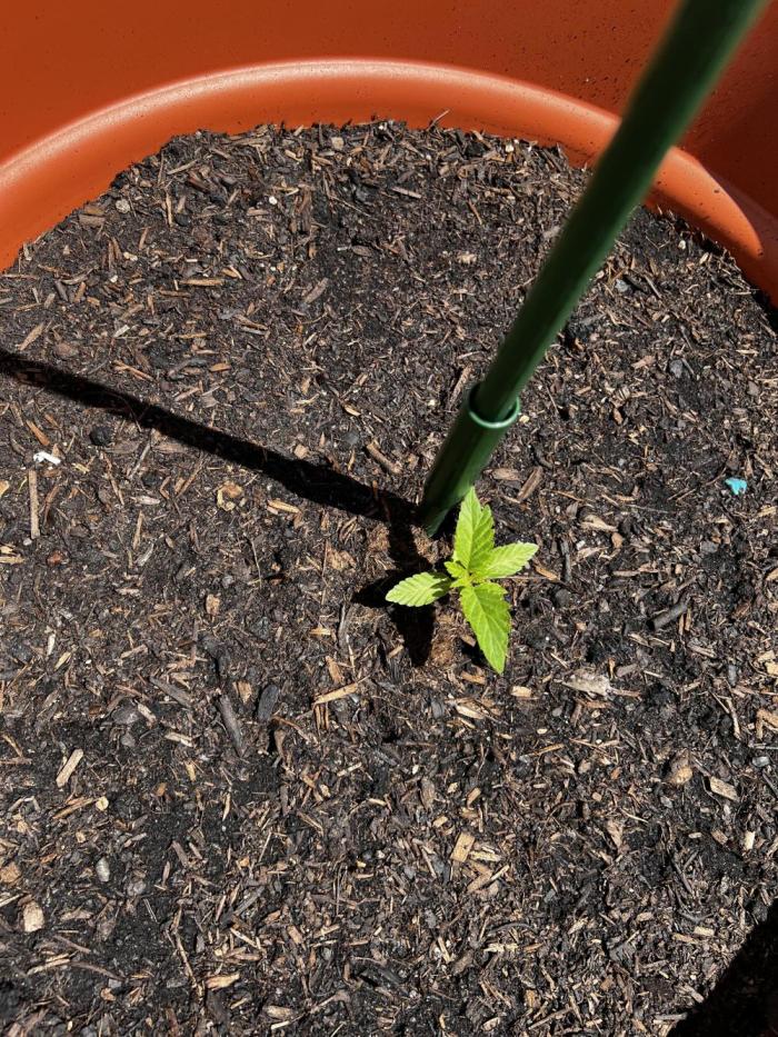 1st Time Grower. Week 3 - Week 3.