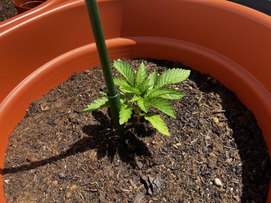 1st Time Grower. Week 4 - Week 4.