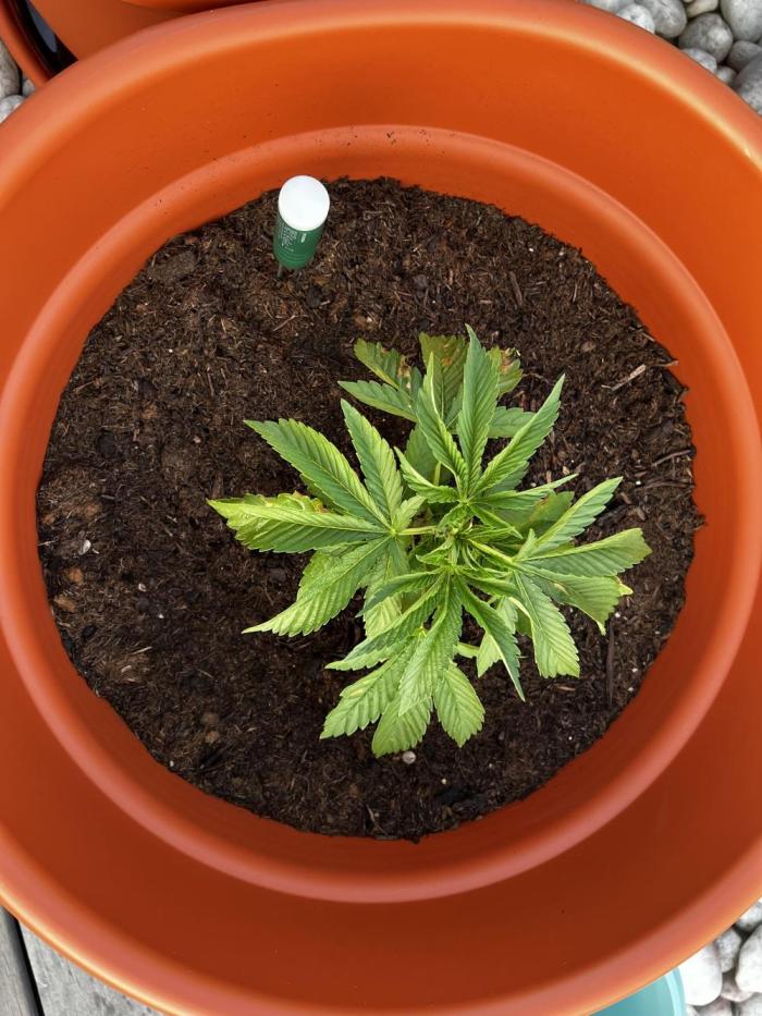 1st Time Grower. Week 5 - Week 5.