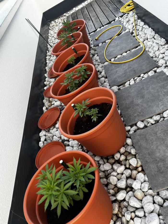 1st Time Grower. Week 6