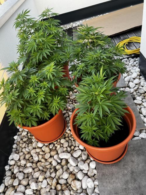 1st Time Grower. Week 8