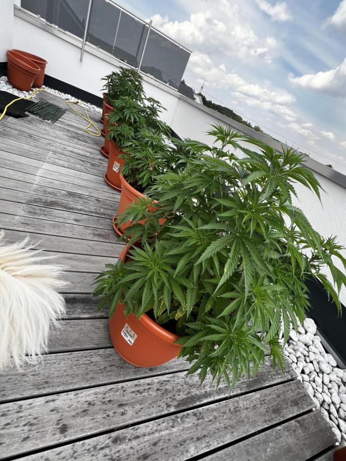 1st Time Grower. Week 8 - Last time together.