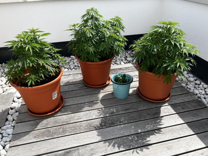 1st Time Grower. Week 9 - Pruning day.