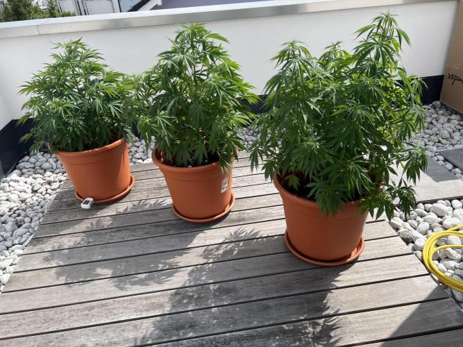 1st Time Grower. Week 9 - Note pH meter at the bottom of the left pot.