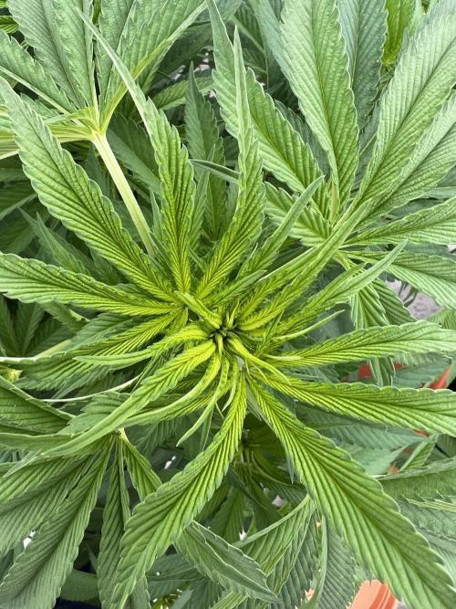 1st Time Grower. Week 9 - Pot #1