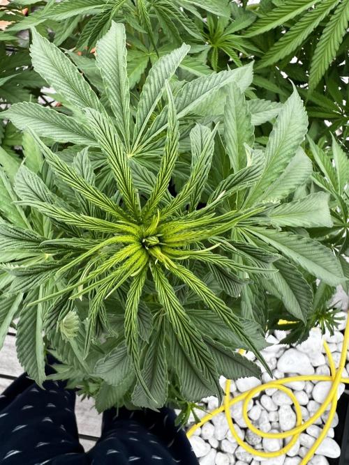1st Time Grower. Week 9 - Pot #3