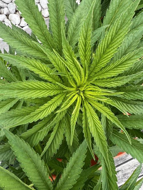 1st Time Grower. Week 9 - Pot #4