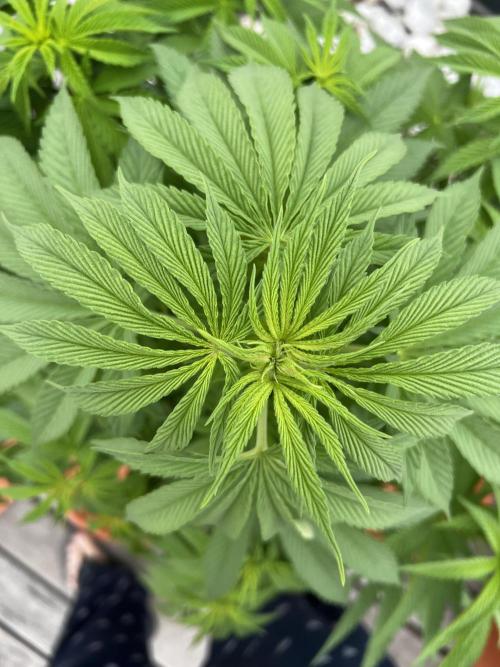 1st Time Grower. Week 9 - Pot #5