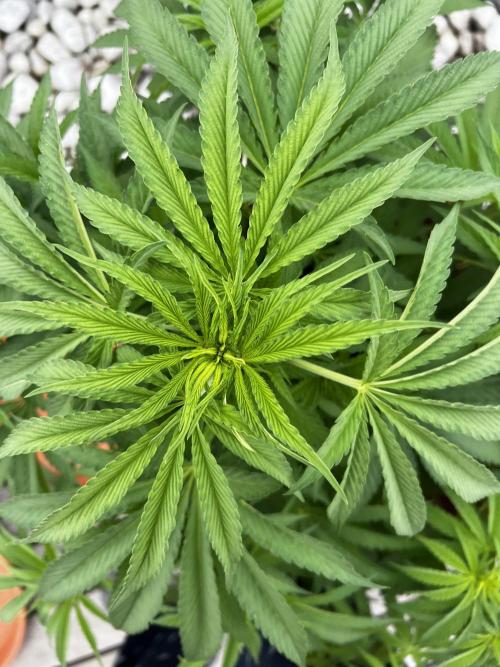 1st Time Grower. Week 9 - Pot #6
