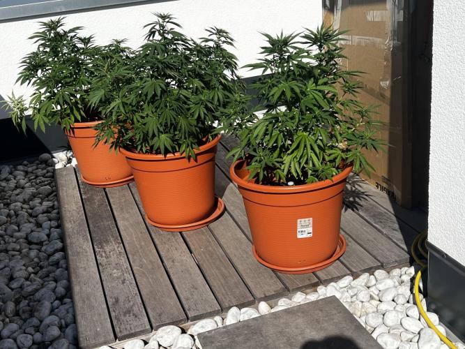 1st Time Grower. Week 6 - The undamaged.
