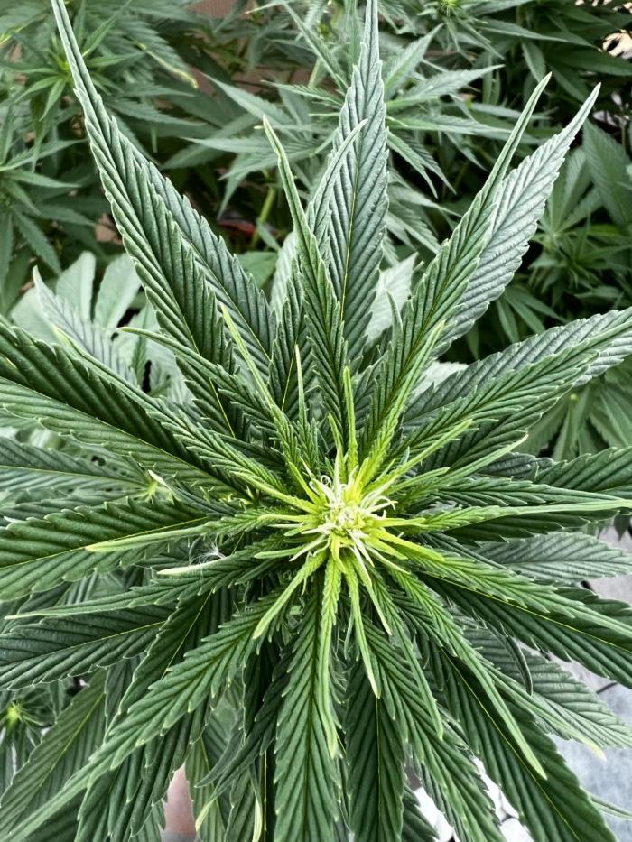 1st Time Grower. Week 7