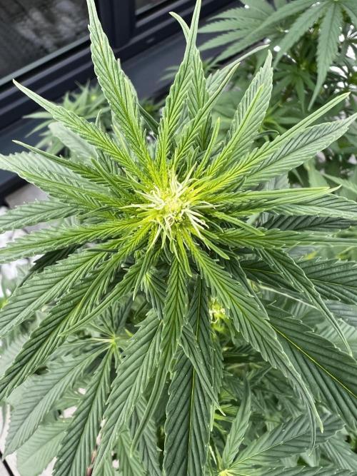 1st Time Grower. Week 8 - Pot #3