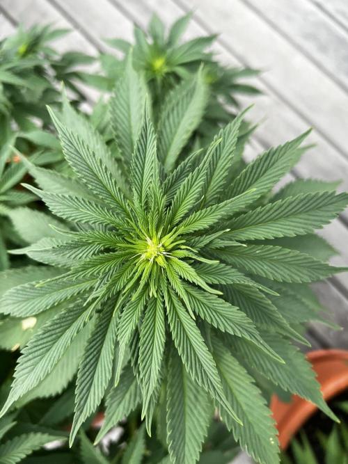 1st Time Grower. Week 8 - Pot #5