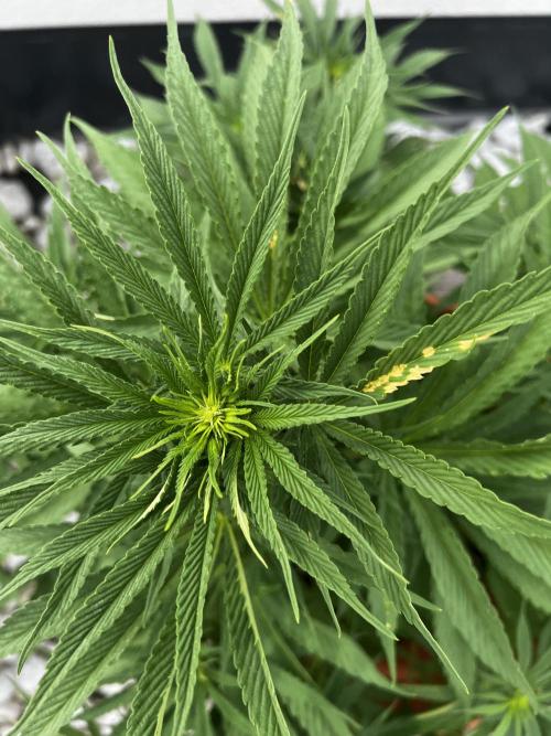 1st Time Grower. Week 8 - Pot #6