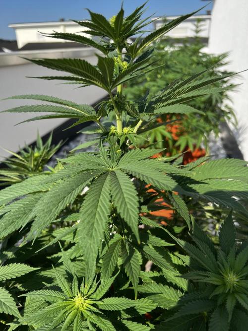 1st Time Grower. Week 8 - Pot #1
