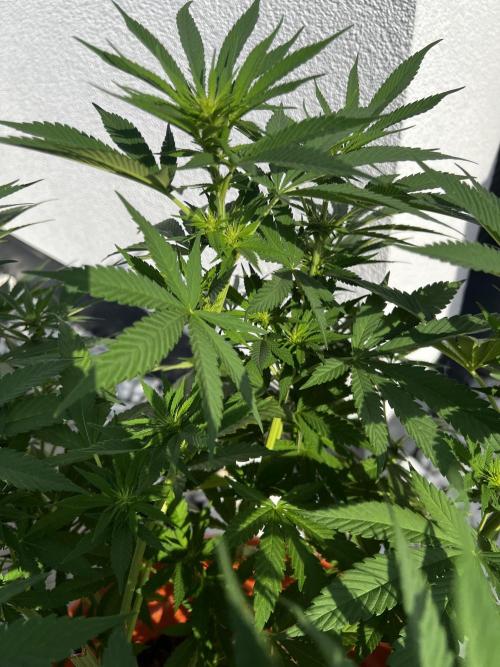 1st Time Grower. Week 8 - Pot #2