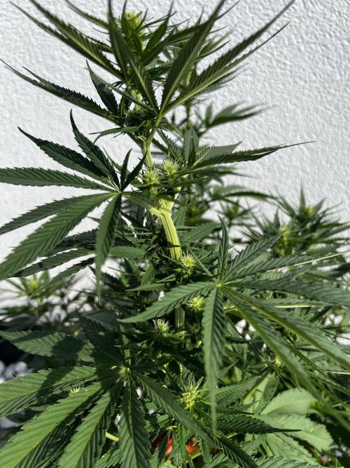 1st Time Grower. Week 8 - Pot #3